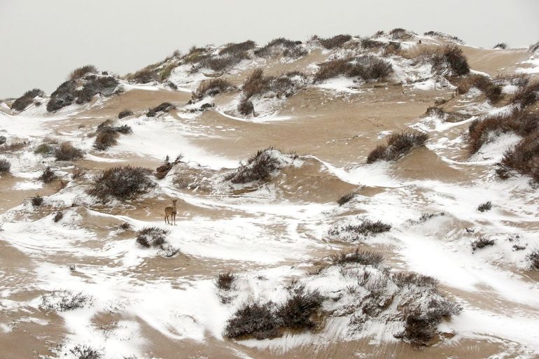 Ree in de Coepelduynen, een ruig en dynamisch duingebied tussen Katwijk en Noordwijk, tijdens een van de weinige sneeuwdagen in de winter van 2020-2021. Door een stevige wind was de sneeuw verwaaid