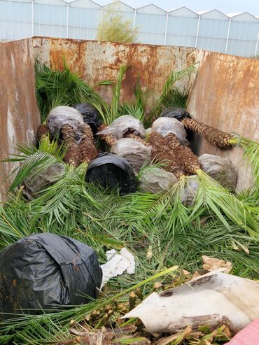 Phoenix-palmen in afvalcontainer