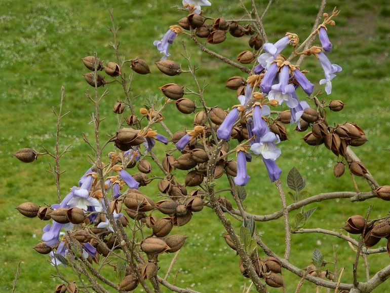 Deze Anna Paulownaboom is bijna uitgebloeid en het blad verschijnt. Momenteel staan de bomen vol in blad