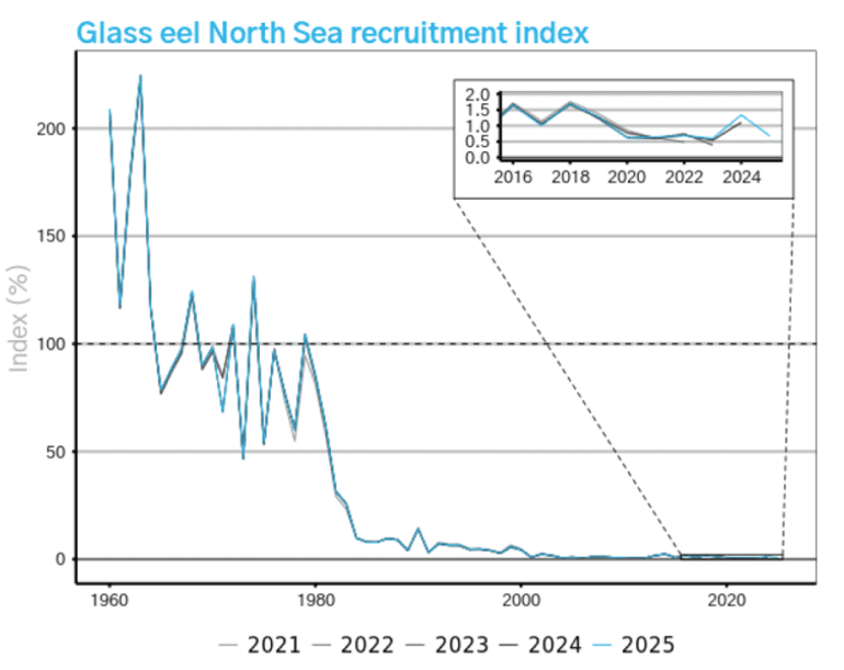 Glasaalintrek vanuit de Noordzee naar Europese binnenwateren om daar op te groeien