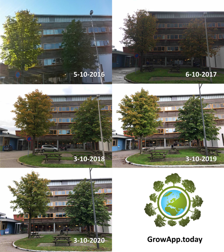 Verschil in mate van bladverkleuring van twee witte paardenkastanjes achter het Gaia-gebouw van Wageningen University in de eerste week van oktober tussen de jaren 2016 tot en met 2020