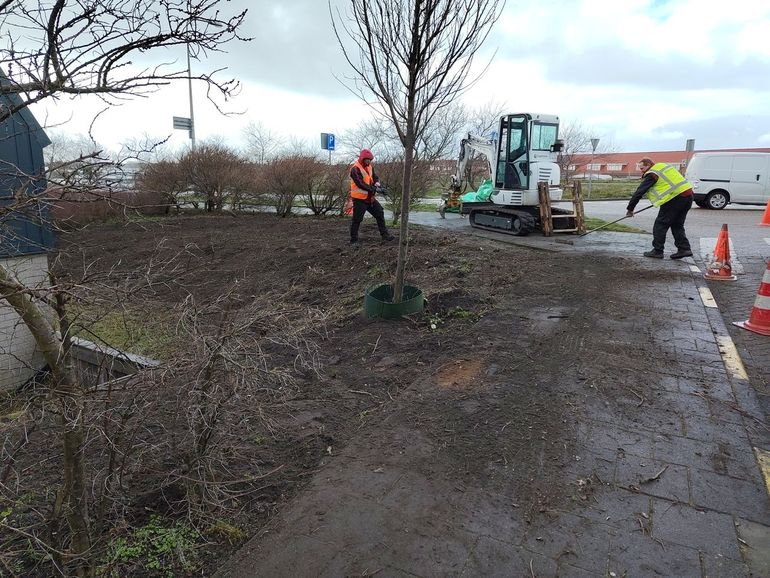 De struikasters zijn verwijderd en de grond kan opnieuw beplant worden
