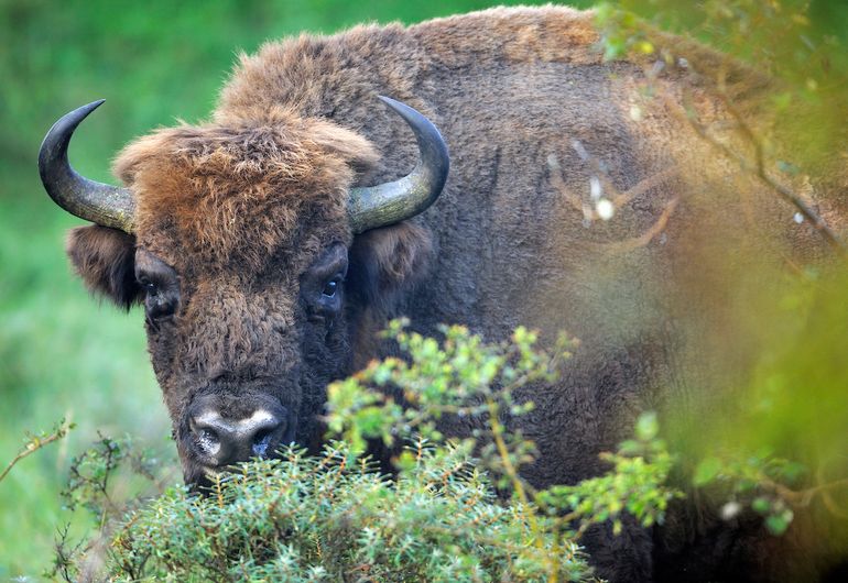 'Rewilding': is er in de Europese natuur ruimte voor groot wild?