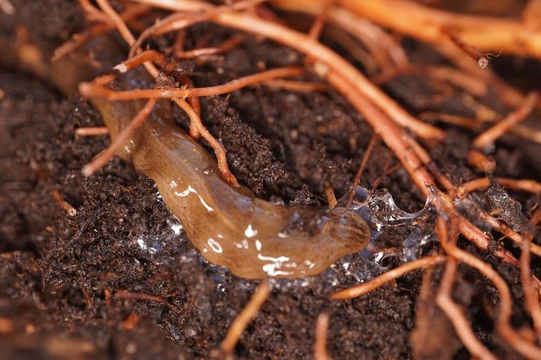 Een grote gevlekte landplatworm, aangetroffen onder een pot bij een Zweedse distributeur van potplanten