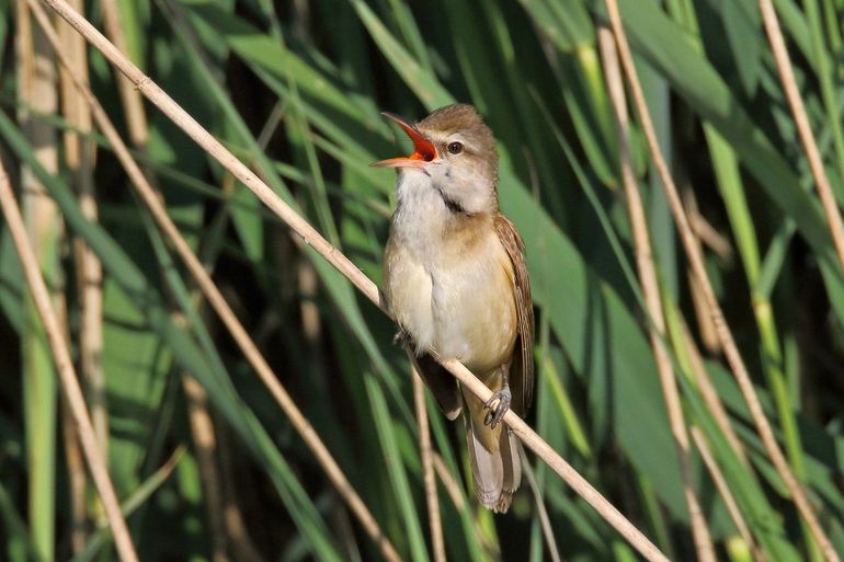 Grote karekiet, zingend in het riet
