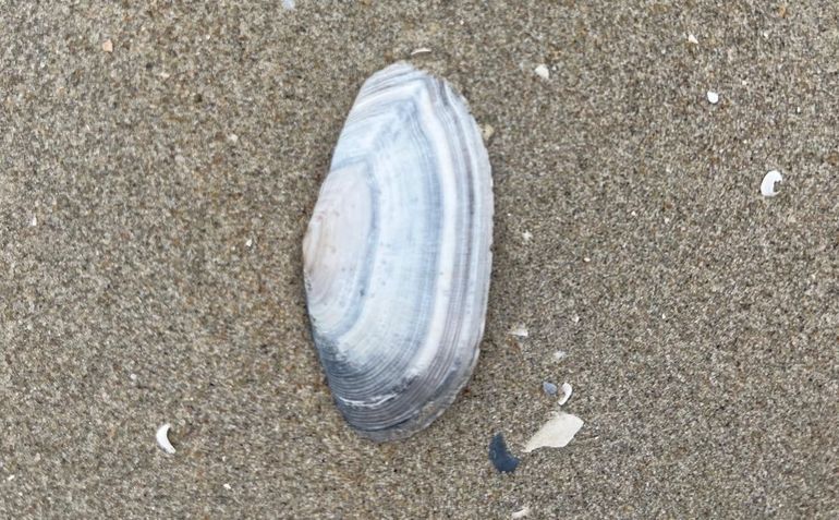 Geplooide zonneschelp op het strand van Ameland