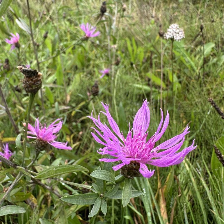 Knoopkruid heeft geen lintbloemen, ondanks dat de randstandige bloemen daarop kunnen lijken, maar de bouw is anders. De planten kunnen klein blijven (vanaf 10 centimeter) of relatief groot worden (tot 120 centimeter)