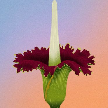 Reuzenaronskelk (Amorphophallus titanum)