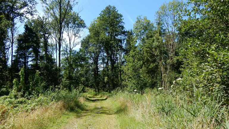 Door de grote afwisseling is het Kuinderbos erg gevarieerd en vlinderrijk