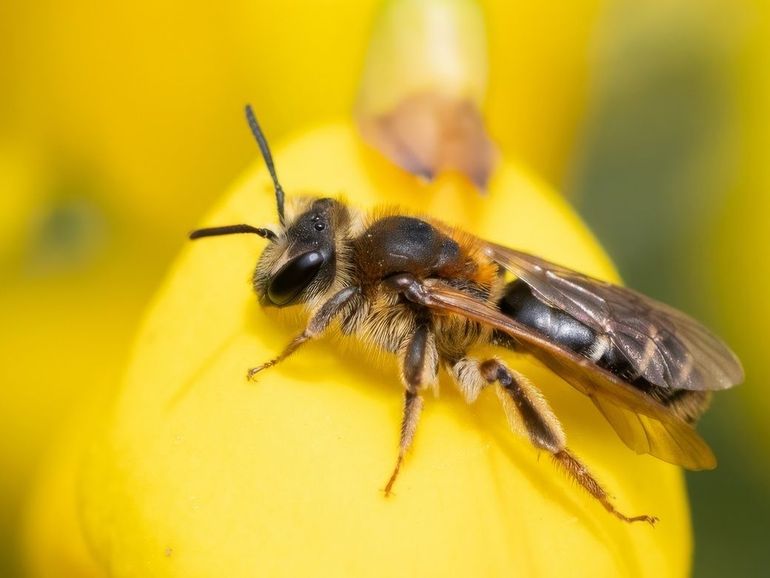 Op de deelnemende bedrijven worden ook de bijen gemonitord. Op de foto een wimperflankzandbij