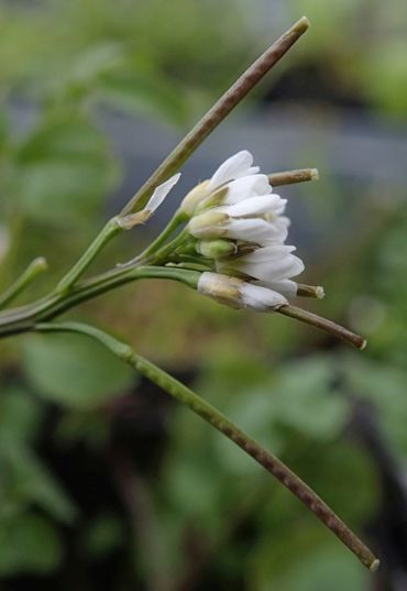 Uit de bloemen van de kleine veldkers ontwikkelen zich spoedig rechtopstaande hauwen van ongeveer twee centimeter lang en een goede millimeter breed