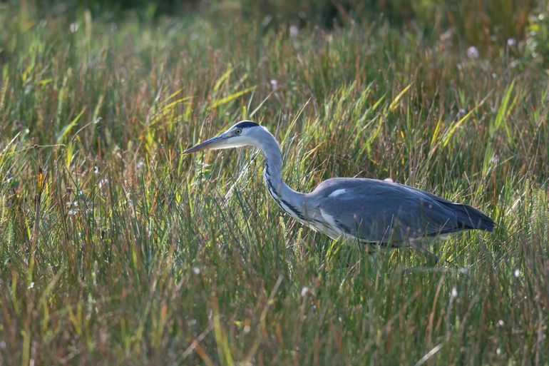 Blauwe reiger