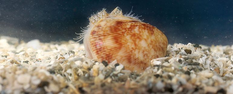 Laevicardium caribbaeum, half buried in the substrate (Guadeloupe)
