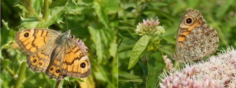 De sterk bedreigde argusvlinder komt nog voor in veenweidegebieden en was de meest gemelde vlinder tijdens dit onderzoek