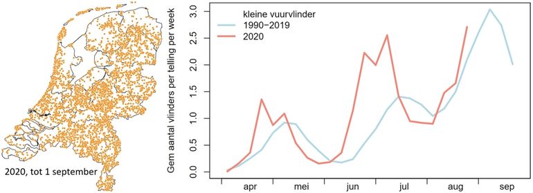 Waarnemingen kleine vuurvlinder dit jaar (tot 1 september) en de aantallen in de routes, rood 2020 en blauw 1990 - 2019