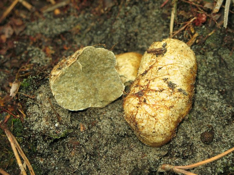 Okerkleurige vezeltruffels komen niet algemeen in naaldbossen voor