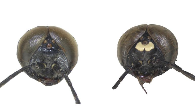 De aan- of afwezigheid en de grootte van een witte kopvlek bij mannetjes is een belangrijk kenmerk om soorten wantsendoders te onderscheiden. Links de grote wantsendoder, rechts de slanke wantsendoder