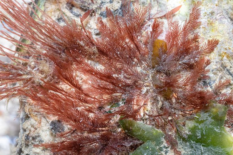 Voorbeeld van een soort die nog niet eerder was waargenomen in de Atlantische Oceaan: Geveerd buiswier (Symphyocladiella gracilis)