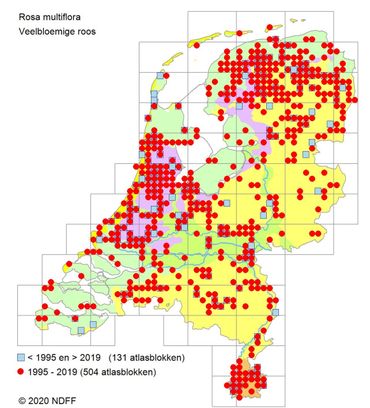 De verspreiding van Veelbloemige roos in Nederland 