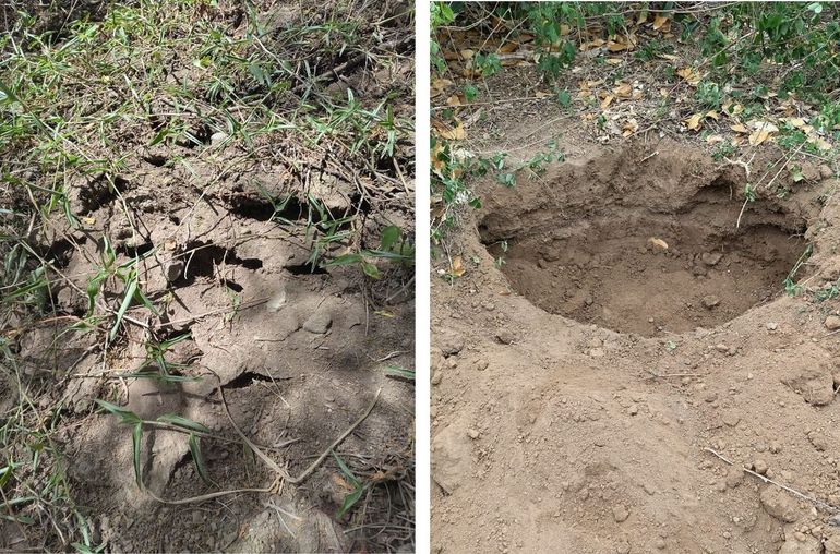 Ondergrondse nesten van grondhagedissen, met meerdere ingangen en legsels die op deze locatie tot 45 centimeter diep waren