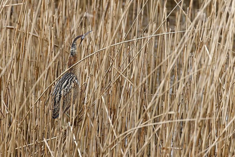 Rietvogels, zoals de roerdomp, profiteerden van de uitbreiding van het oppervlakte moeras en riet in Nederland