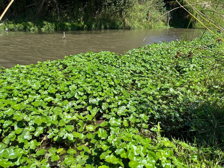 Grote waternavel in de Niers