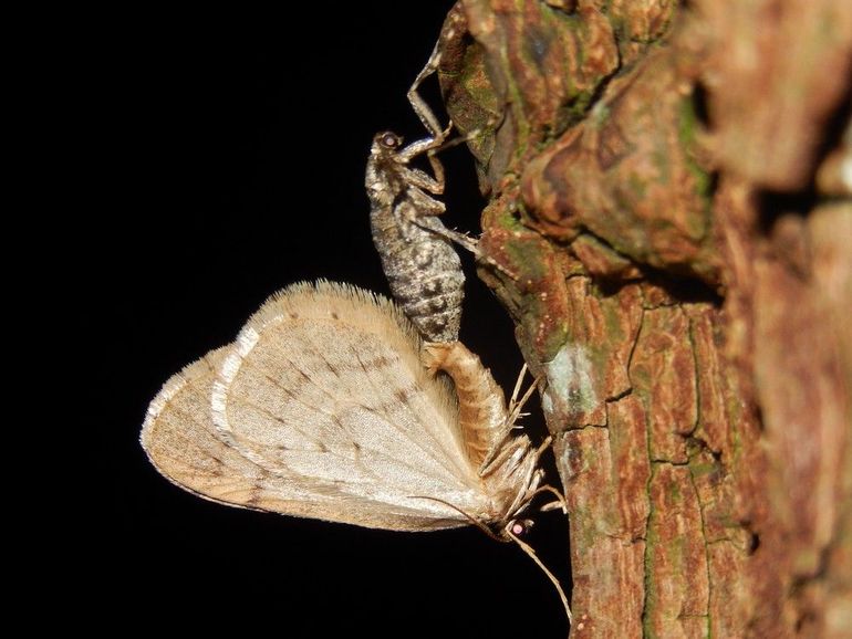 Dit setje kleine wintervlinders is tot een paring overgegaan