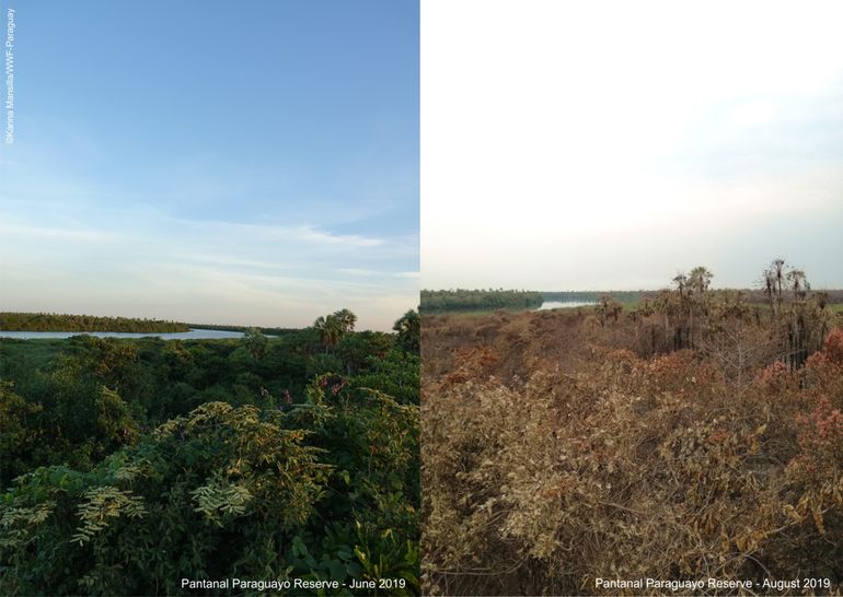The Pantanal before and after the fires