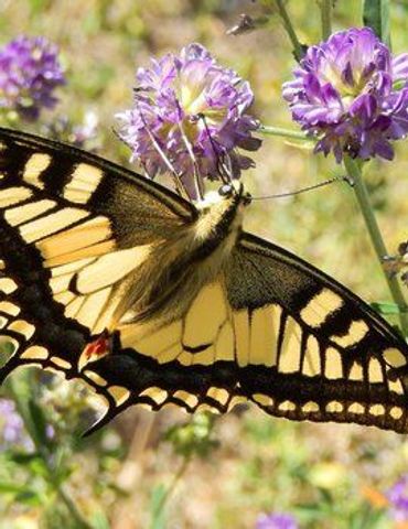 Met de nieuwe 1×1 kilometer-selectie kun je eenvoudig zien of de koninginnenpage in jouw omgeving is waargenomen