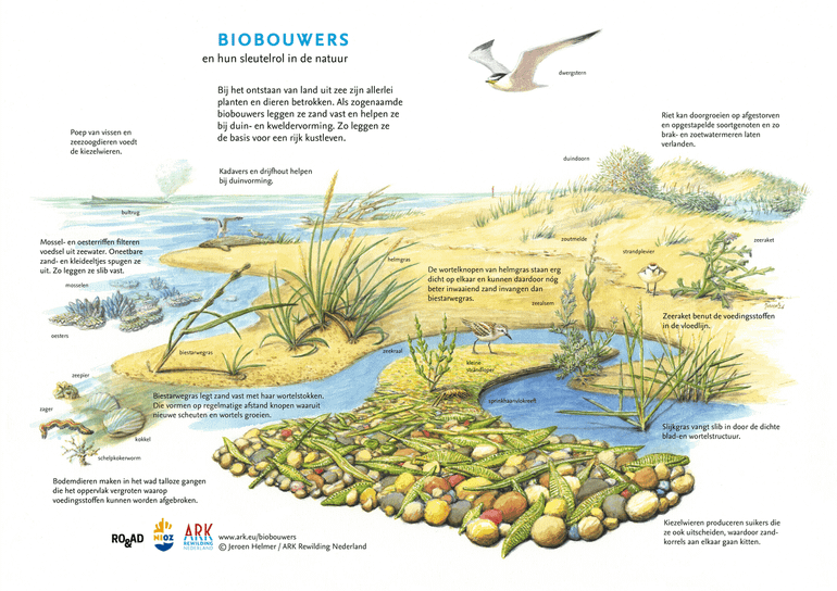 Planten en dieren zoals helmgras, slijkgras, mosselen en oesters zijn natuurlijke biobouwers. Ze leggen zand en slib vast en dragen daarmee bij aan een veerkrachtige kust