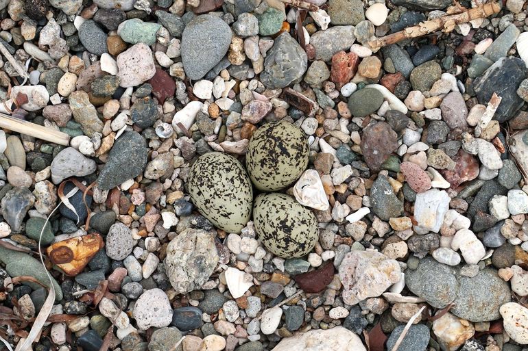 Eieren van de strandplevier