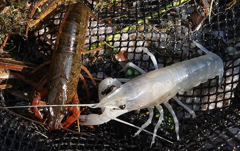 Rode Amerikaanse rivierkreeft, subadult (Ankeveense plassen). Links: wildkleur. Rechts: een lichtblauwe kleurvariant