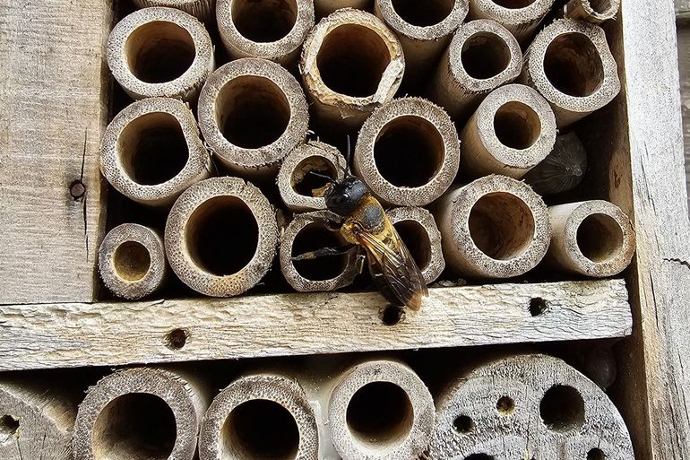 De Aziatische mortelbij dook in 2025 voor het eerst op in Nederland, meteen op twee plekken
