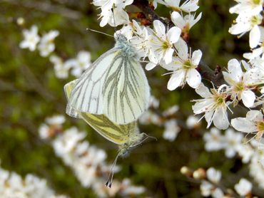 Ook parende klein geaderd witjes kun je op sleedoorn aantreffen