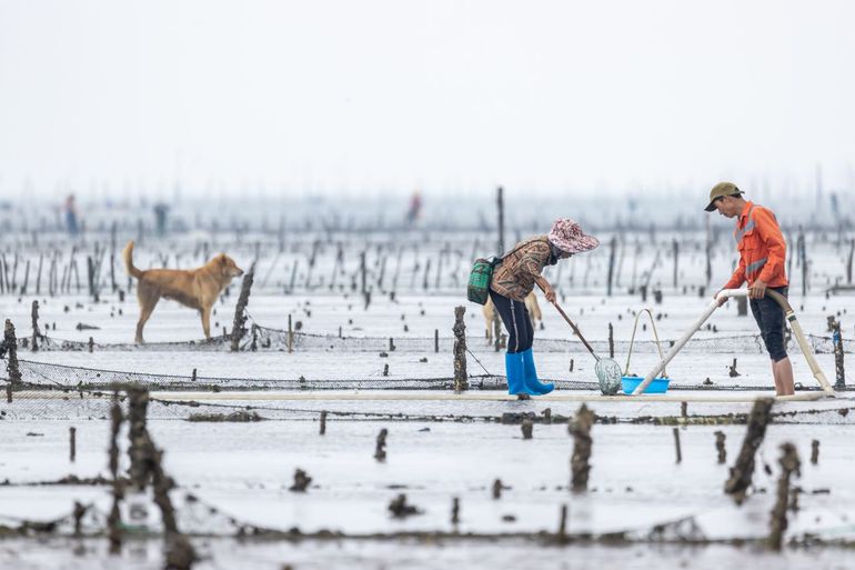 Op onbeheerde wadden kunnen honderden of duizenden mensen binnenkomen om schelpdieren te verzamelen