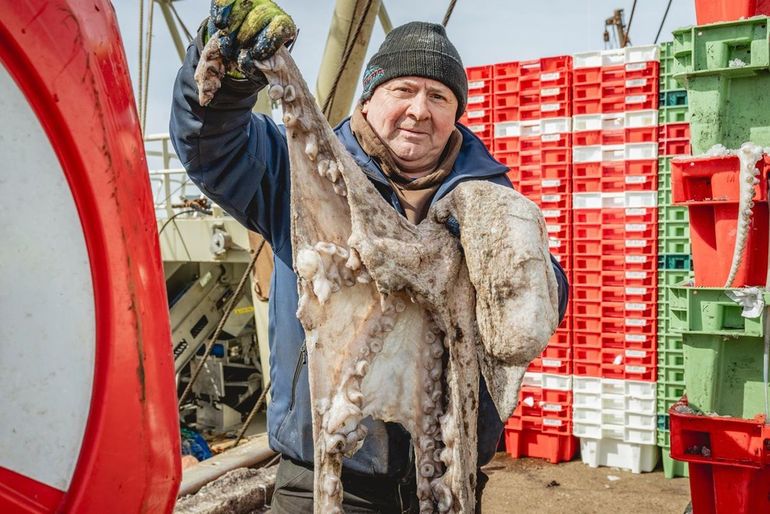 Gewone of Grote octopus (Octopus vulgaris) aan boord van een Belgisch vissersvaartuig. Duidelijk zijn de grootte en de dubbele rijen zuignappen op de armen te zien