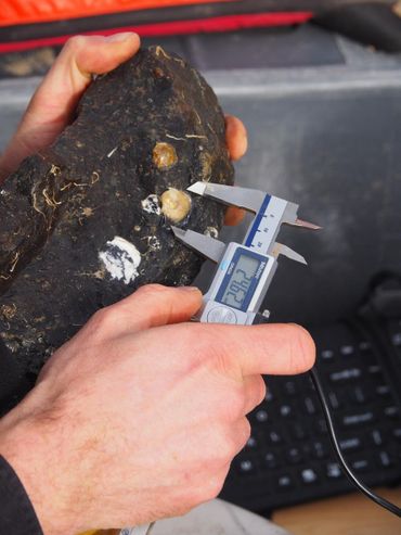 De overlevende oesters worden geteld en secuur opgemeten om hun groei vast te leggen