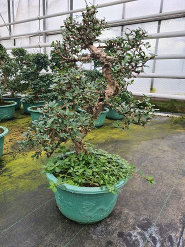 Alligatorkruid in pot van geïmporteerde bonsai