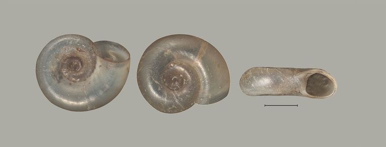Nieuw voor Marker Wadden: 'Amerikaanse gladde schijfhoren' (Gyraulus parvus s.str.), een exoot met een verhaal. Maatstreepje is 1 millimeter