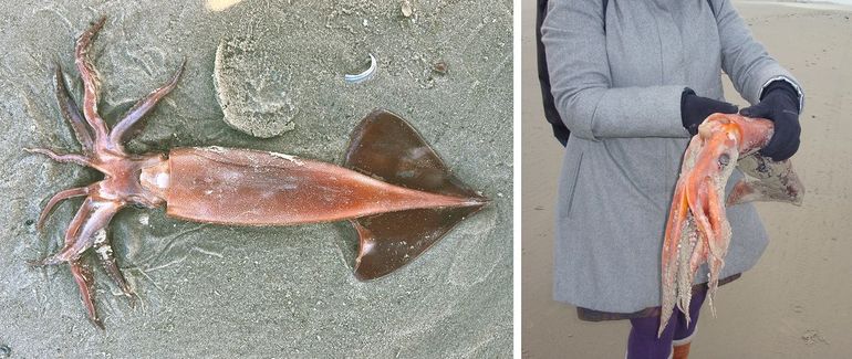 De Grote pijlinktvis spoelt soms aan in de wintermaanden tussen december en april. Afgebeeld zijn twee vondsten van Terschelling. Links: onlangs aangespoeld op 3 maart 2026, rechts: oudere vondst van 1 januari 2012
