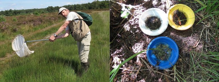 Methoden die gebruikt zijn bij het verzamelen van slankpootvliegen in het kader van de atlas: een insectennet (hier gehanteerd door Marc Pollet) en 'pan traps': plastic bordjes van verschillende kleuren, gevuld met een bewaarvloeistof