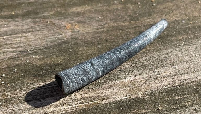 Olifantstandje, gevonden op het Zeeuwse strand