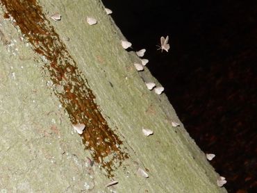 Kleine wintervlindermannetjes op een boomstam