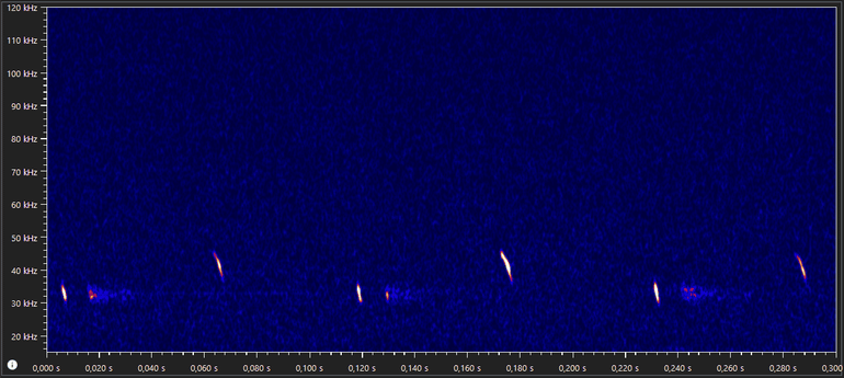 Kenmerkend spectrogram van ultrasone echolocatiegeluiden van de mopsvleermuis