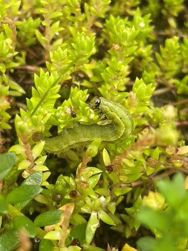 Rups van gamma-uil knagend aan watercrassula