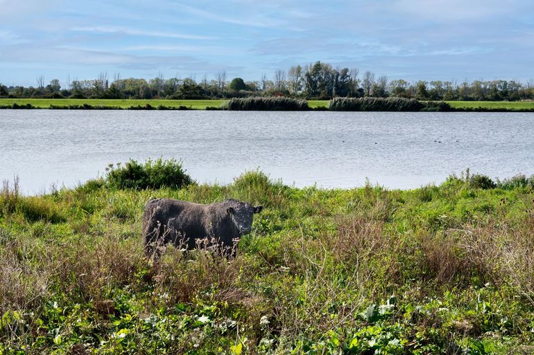 Gallowayrund in de Elster Buitenwaarden