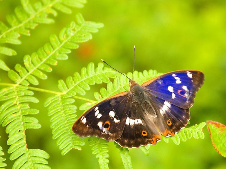 Grote weerschijnvlinder