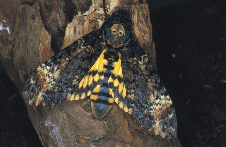 De doodshoofdvlinder (Acherontia atropos) werd in één klap beroemd doordat hij de filmposter van Silence of the Lambs sierde