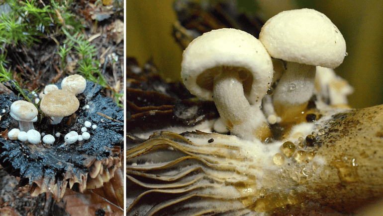 Poederzwamgast op een Grofplaatrussula