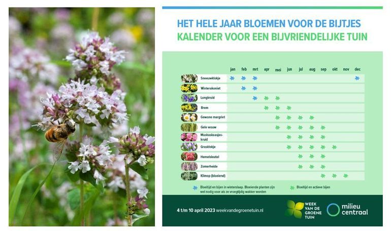 Het hele jaar bloemen voor de bijtjes - kalender voor een bijvriendelijke tuin
